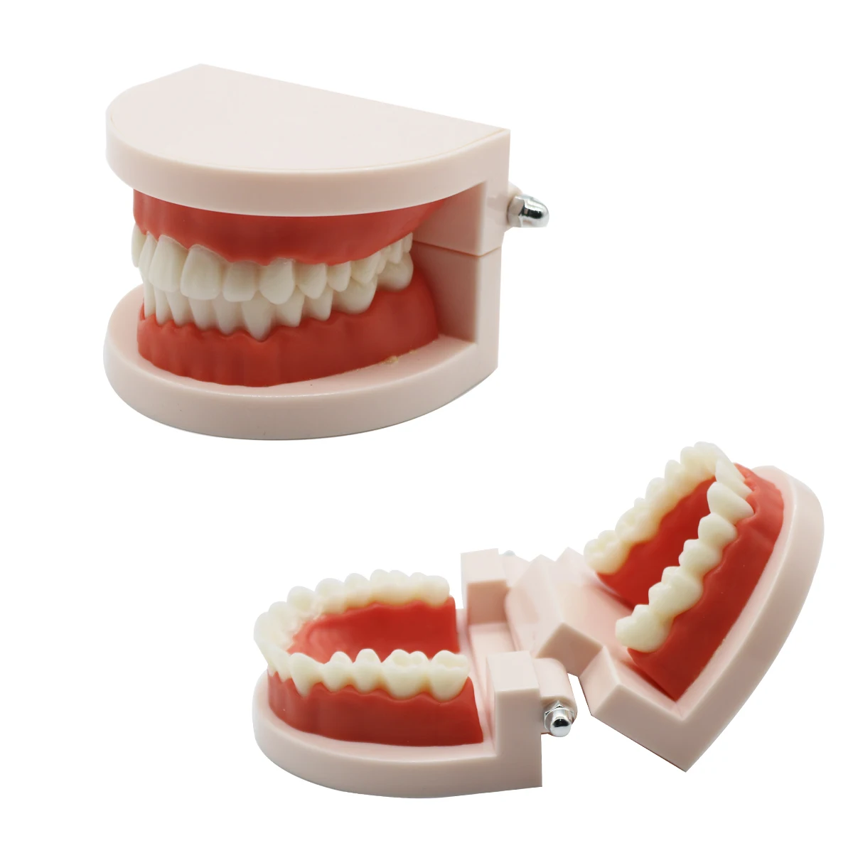 Dental Teeth Model student Model for Teaching Material 28 Teeth