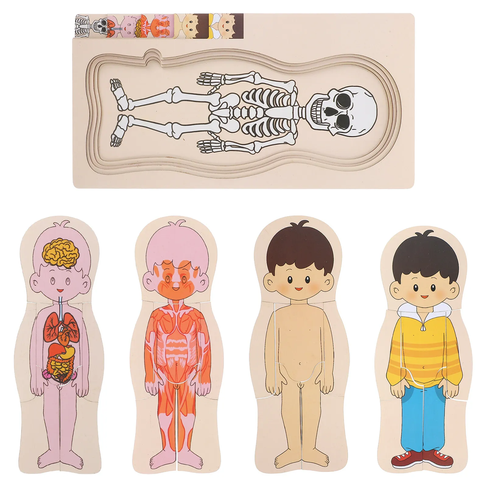 

Набор из 1-го комплекта: многослойная деревянная анатомическая модель человеческого тела для обучения детей, развивающая головоломка, обучающее пособие для дошкольников