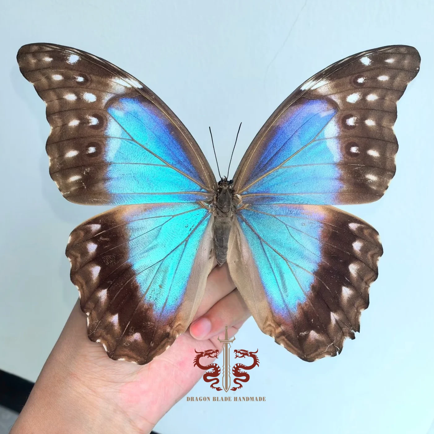 Butterfly ornament Large Blue Morpho menelaus female , 1pc wings spread A1 high quality, Decorative Display Collection Gifts