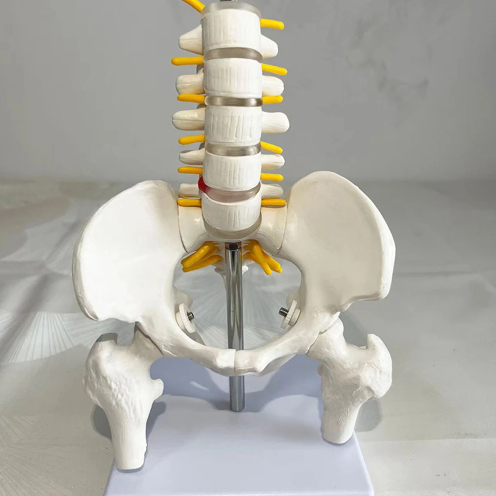 Female Pelvis Model 22.5CMx11.5CMx11.5CM Hip Female Anatomy Model Bone Pelvic Anatomical Models 1/2 Life Size Dropshipping