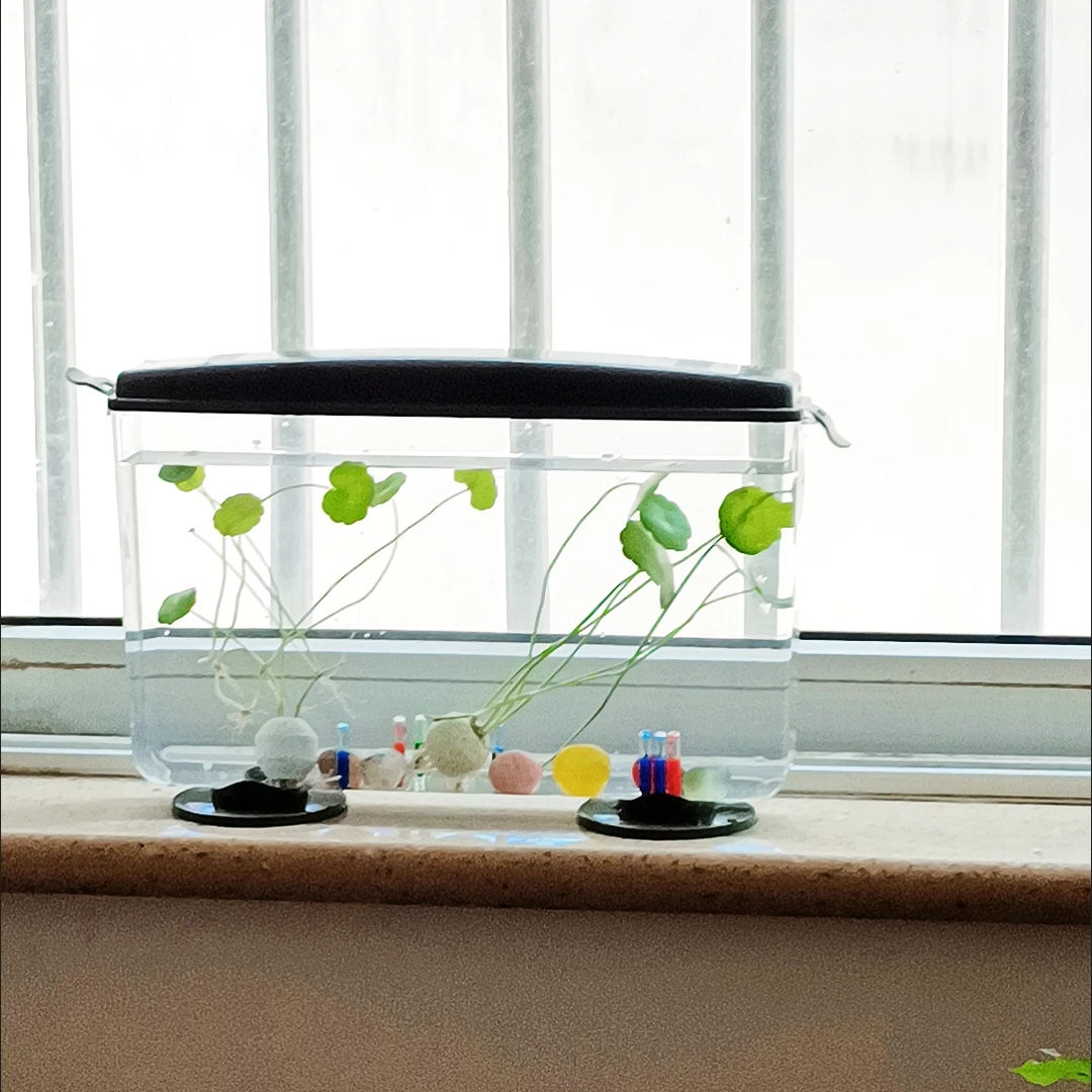 Small Fish Shrimps Turtle Tank - огляд і ціна Aquarium Fish In Bowl
