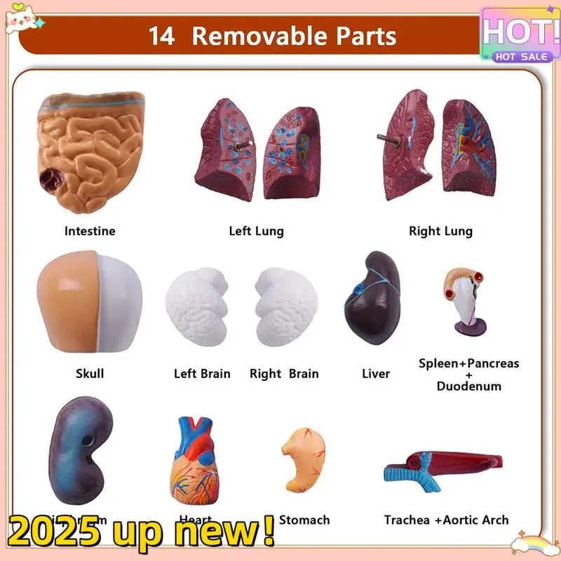 

Human Torso Body Model Anatomy Anatomical Internal Organs PVC For Student Teaching Study