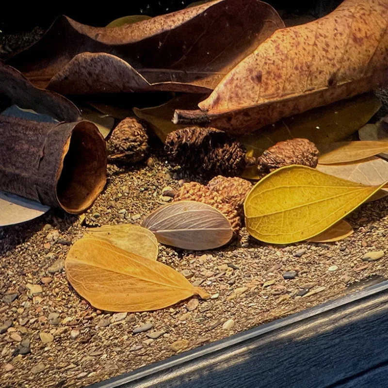 About 100pcs Natural Leaf Aquarium Filter Terminalia Catappa Foetida Leaves Island Almond Leaf Fish Cleaning Treatment