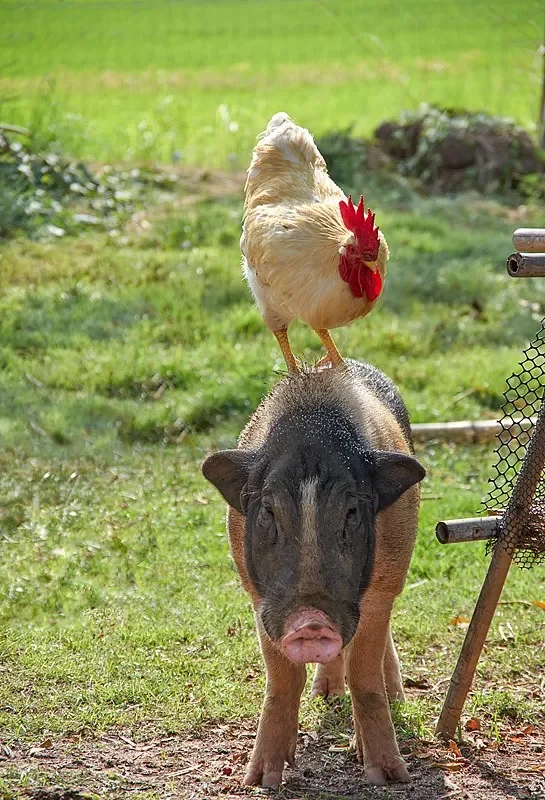 

T-MOTOR CINE77 FPV Brushless Motor - 477KV(12S)/777KV(8S)/977KV(6S)