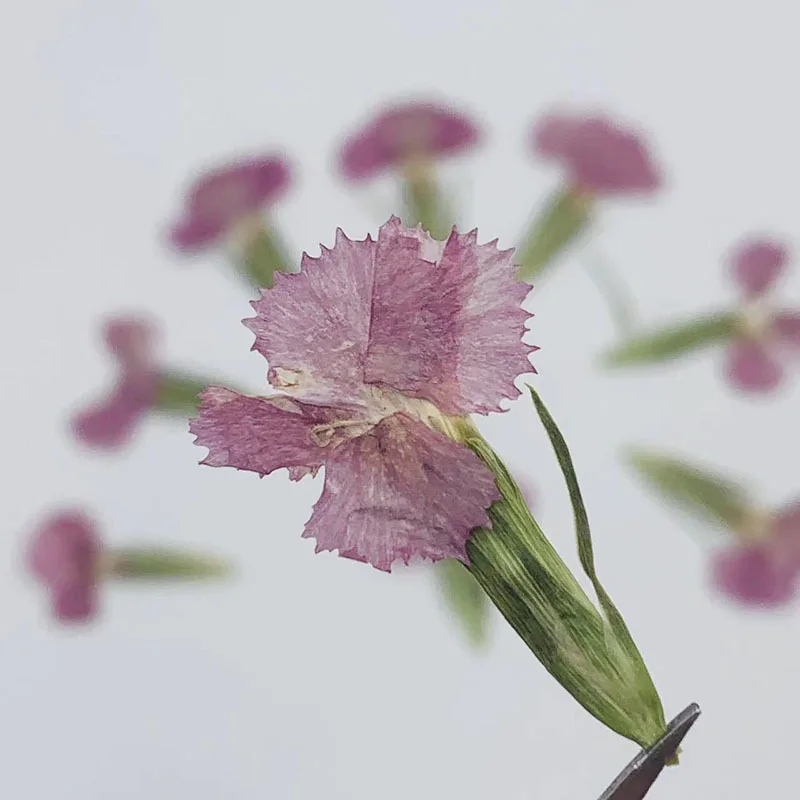 

120Pcs Acacia Plum Blossom Dried Flowers Pressed Flowers Resin Dried Flowers Phone Case Bookmark Creative Products DIY Handmade Material Kit Pressed Flower Frame