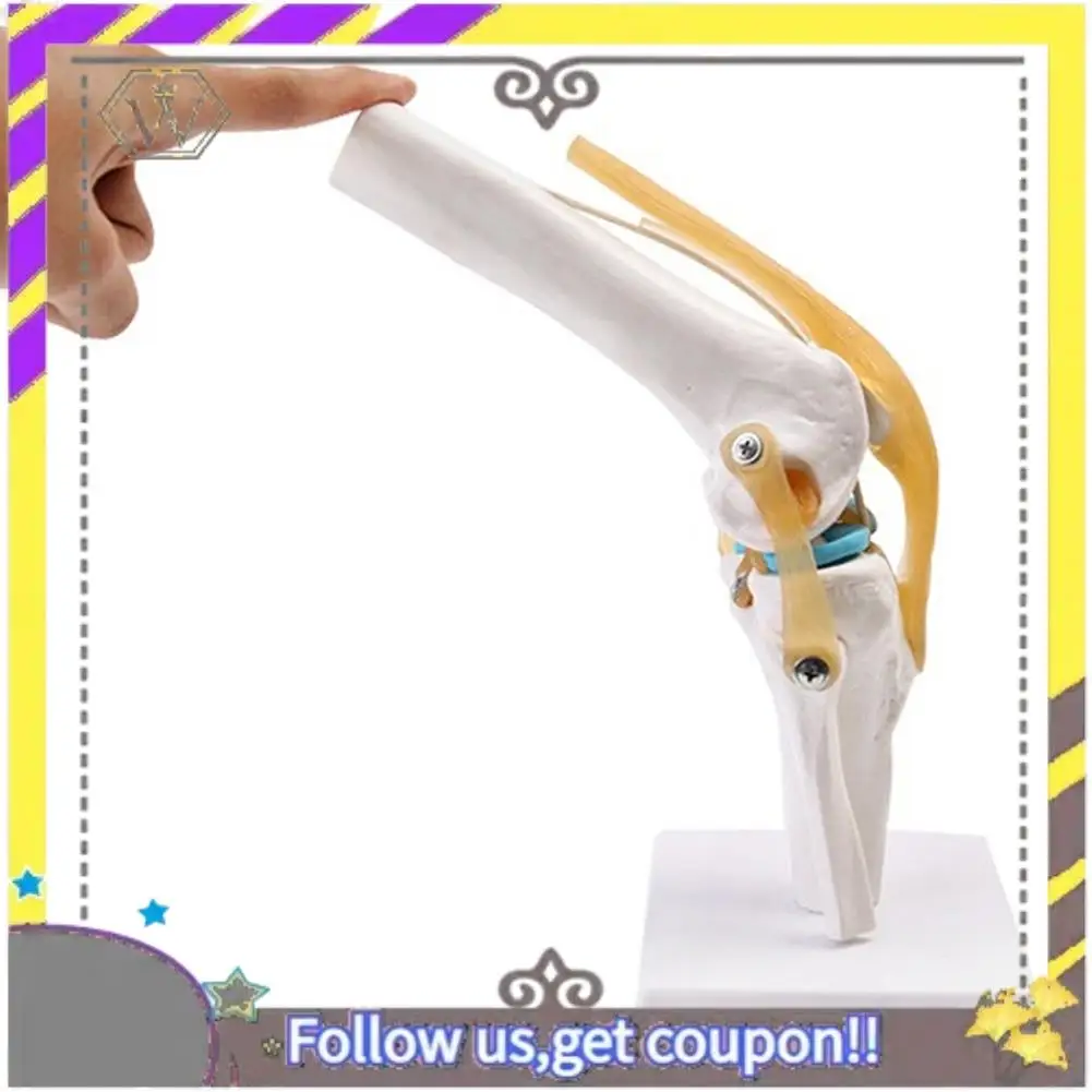 

New Anatomical Knee Joint With Ligaments Model,Life Size,Orthopedic Teaching Demonstration