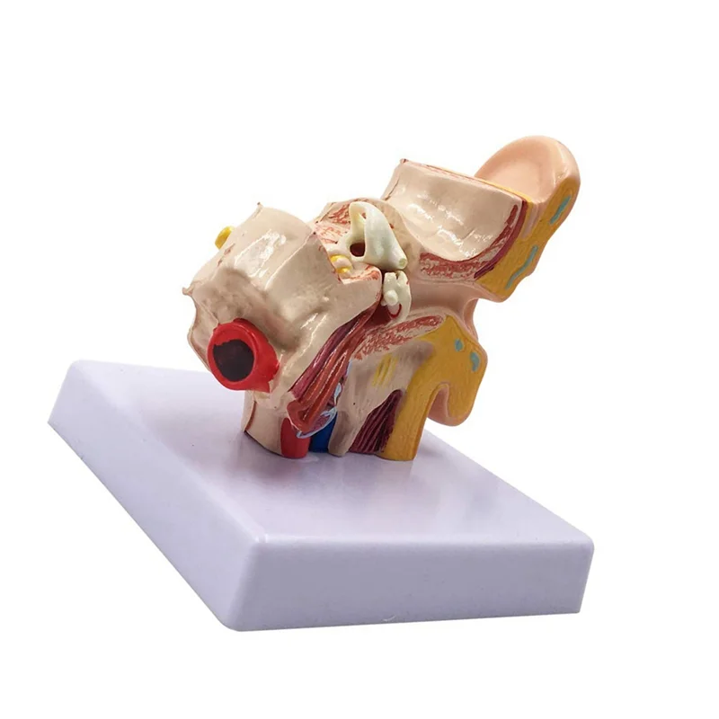 

3Pcs 1.5X Human Ear Anatomy Model - Professional Desktop Inner Ear Structure Simulation Model For Education