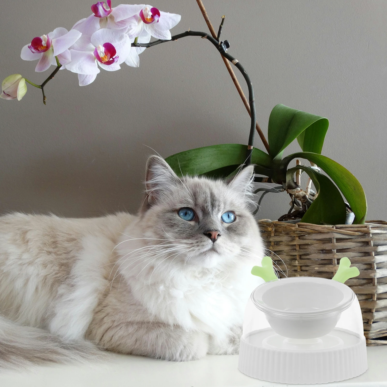 وعاء تغذية مياه للقطط مقاوم للانسكاب، وعاء تغذية الحيوانات الأليفة المرتفع غير قابل للانزلاق للقطط الداخلية، حامل طعام ومياه للكلاب الصغيرة، قابل لإعادة الاستخدام