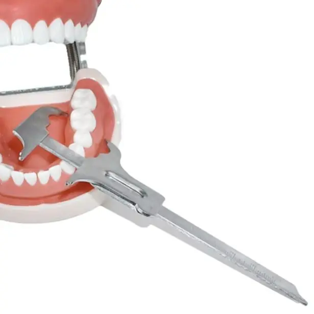 

Dental Orthodontic Ruler Stainless Steel Vernier High Accuracy Measure Ortho Vernier Caliper Gauge Dentist Lab Tools