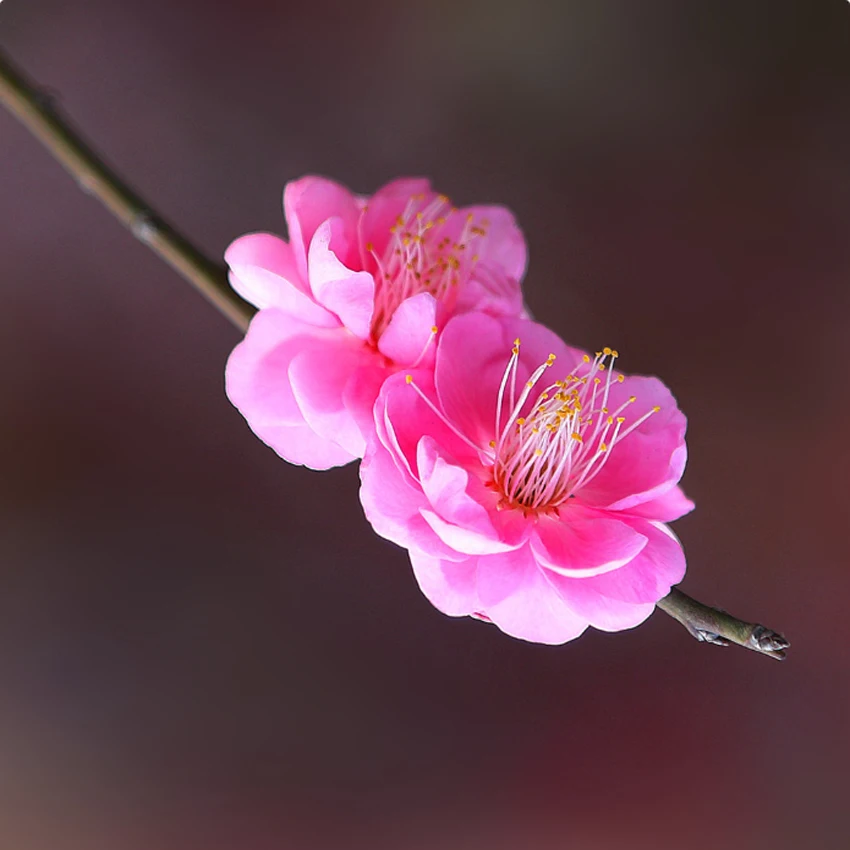 

Замена почтового оборудования, индивидуальная ссылка, BP-430x13