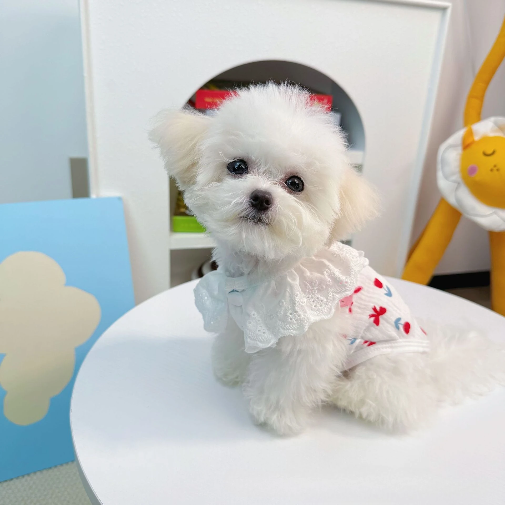 Pet Spring Thin Tank Top Striped Lace Collar Coat Pet Dog Cat Vest Teddy Breathable Dog Clothes for Small Dogs