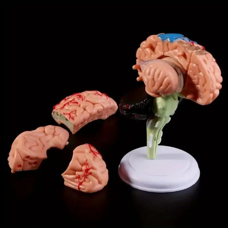 1Pc 4D Disassembled Anatomical Human Brain Model for Medical Teaching and School Use