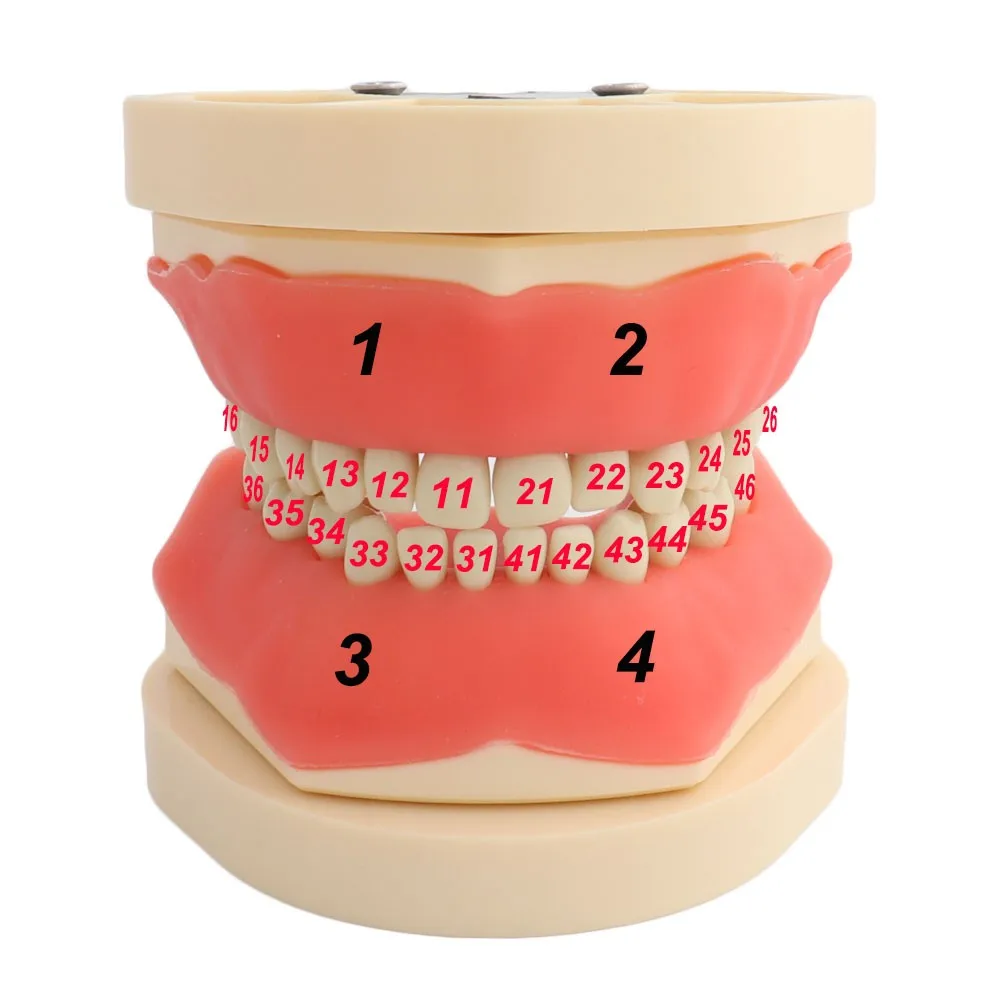 Teeth Model Dental Model Fit Frasaco Dental Teaching Model Demonstration Tooth Model for Child Kid 24 pcs Teeth Available