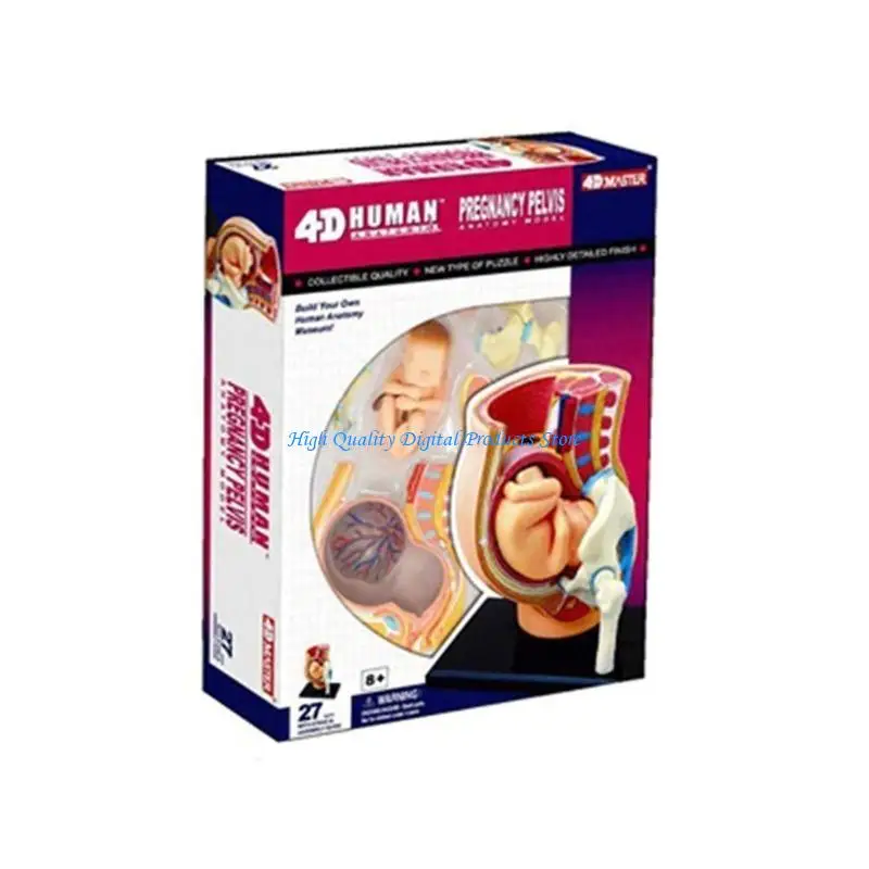 U2JE Human Women Pregnant Pelvis Section Model With 9 Months Baby Fetus Model Hand Painted Uterus Model Science Toy