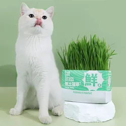 Cat Grass Catnip Potting Box Lazy Hydroponic Young Cat Wheat Seed Hairball Soilless Bag Cat Grass Seeds