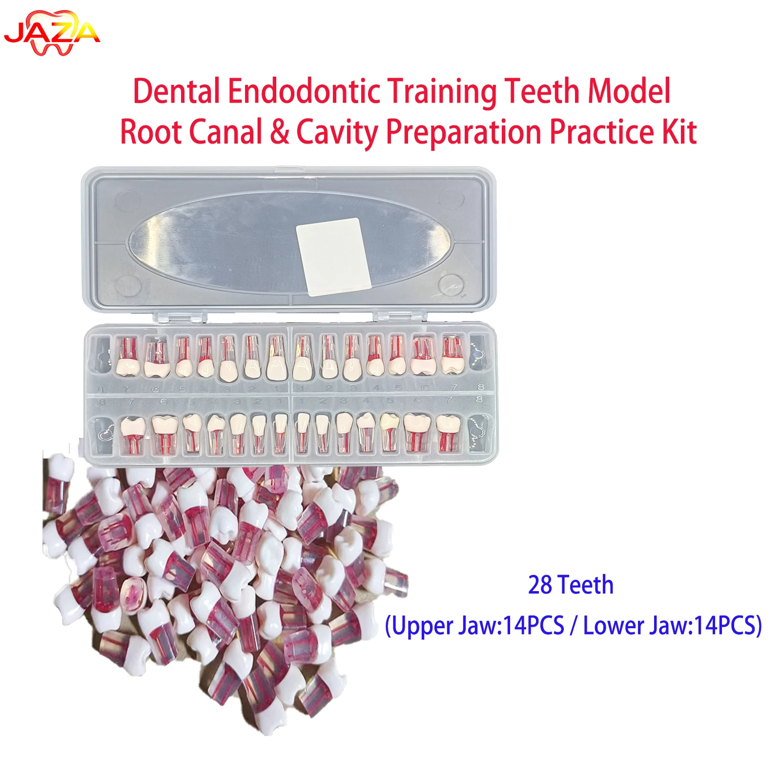 28pcs Set Drillable Resin Teeth Model, Transparent Root with Red Pulp for Dental Exam Simulation & Endodontic Training Practice