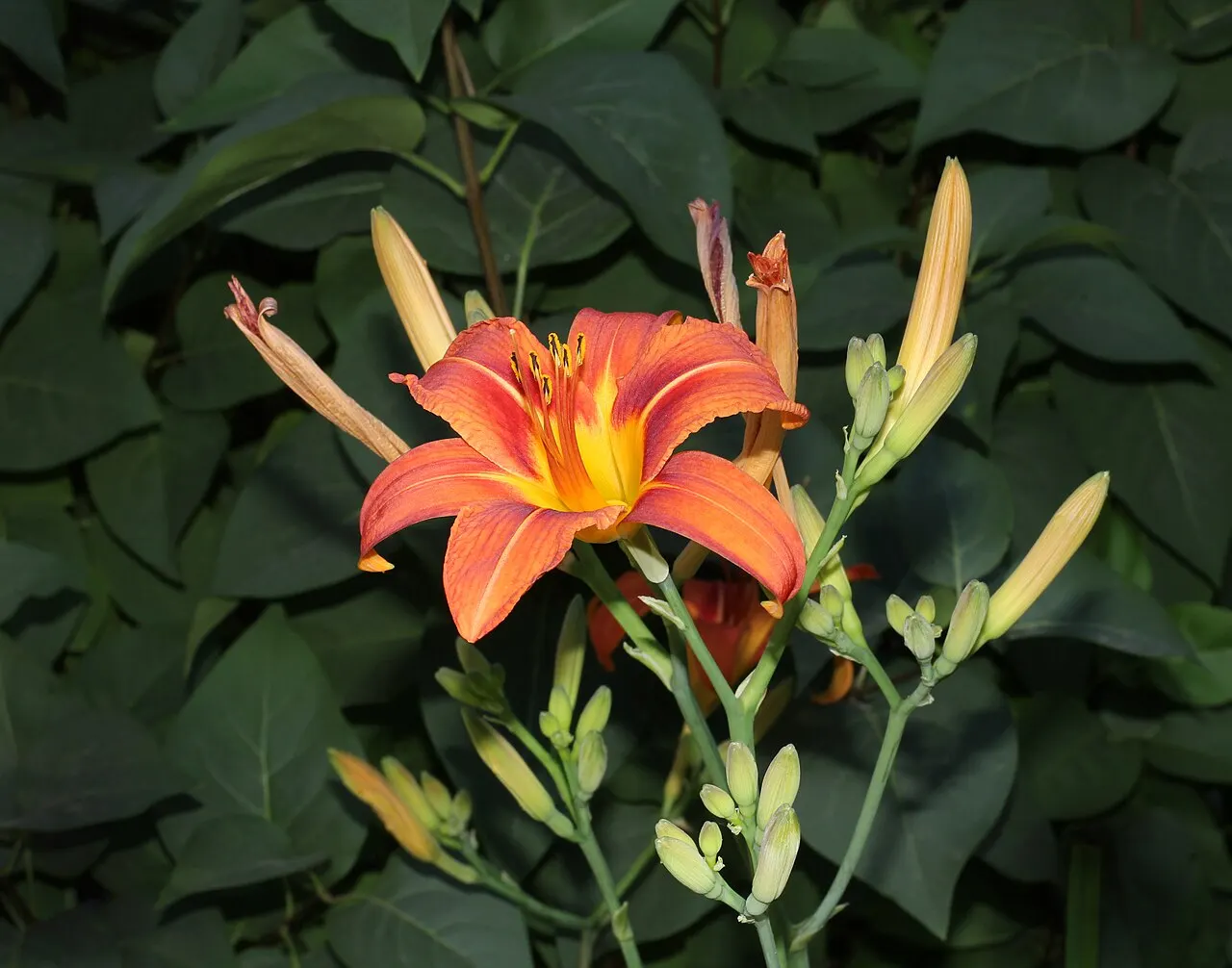 144 Uds. Semillas de Hemerocalis Naranja y Amarillo, Flor Vivaz Resistente de Larga Floración para Jardín, Bordes y Macizos