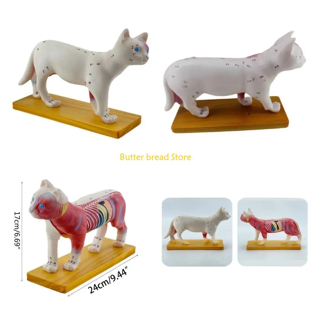 

W89C Anatomy Model Animal Anatomical Model for Veterinary Learning