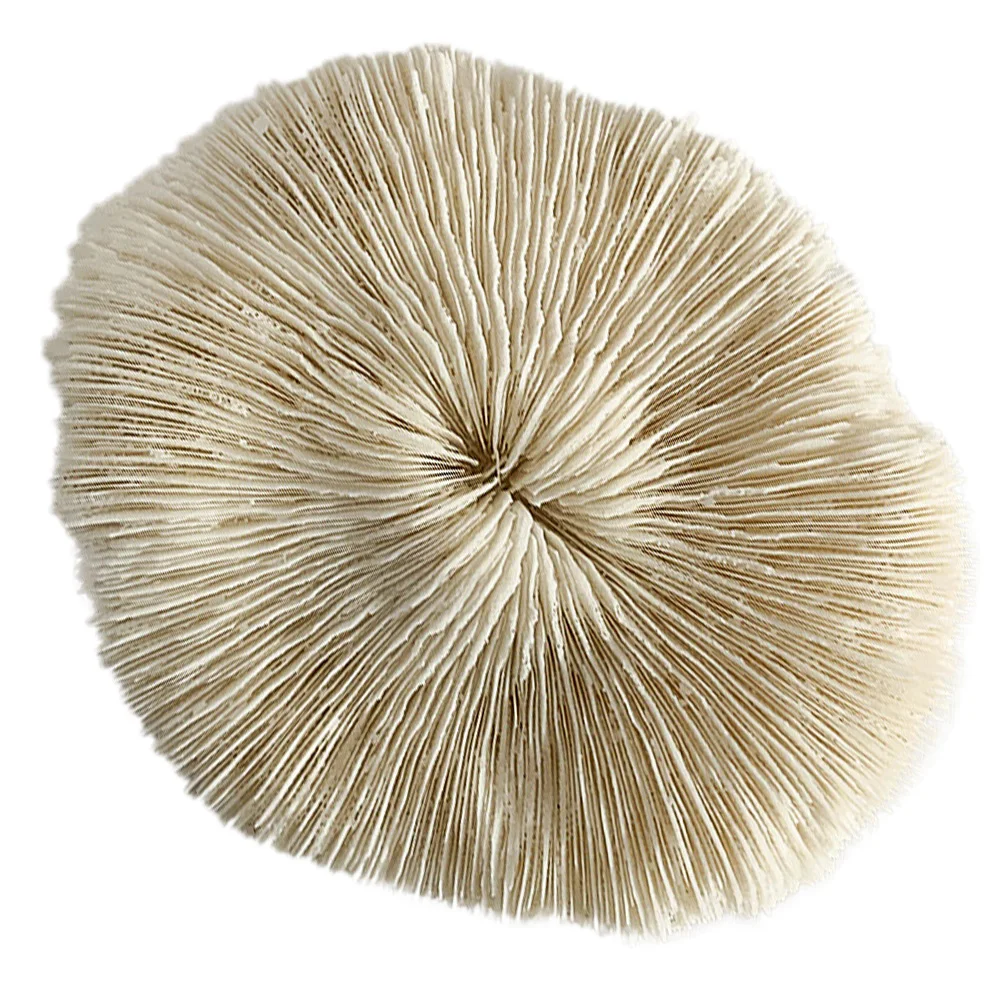 

1Pcs Mushroom Shaped Coral Decor Plastic Creative Jewelry Storage Holder Delicate Desktop Ornament Home Decoration