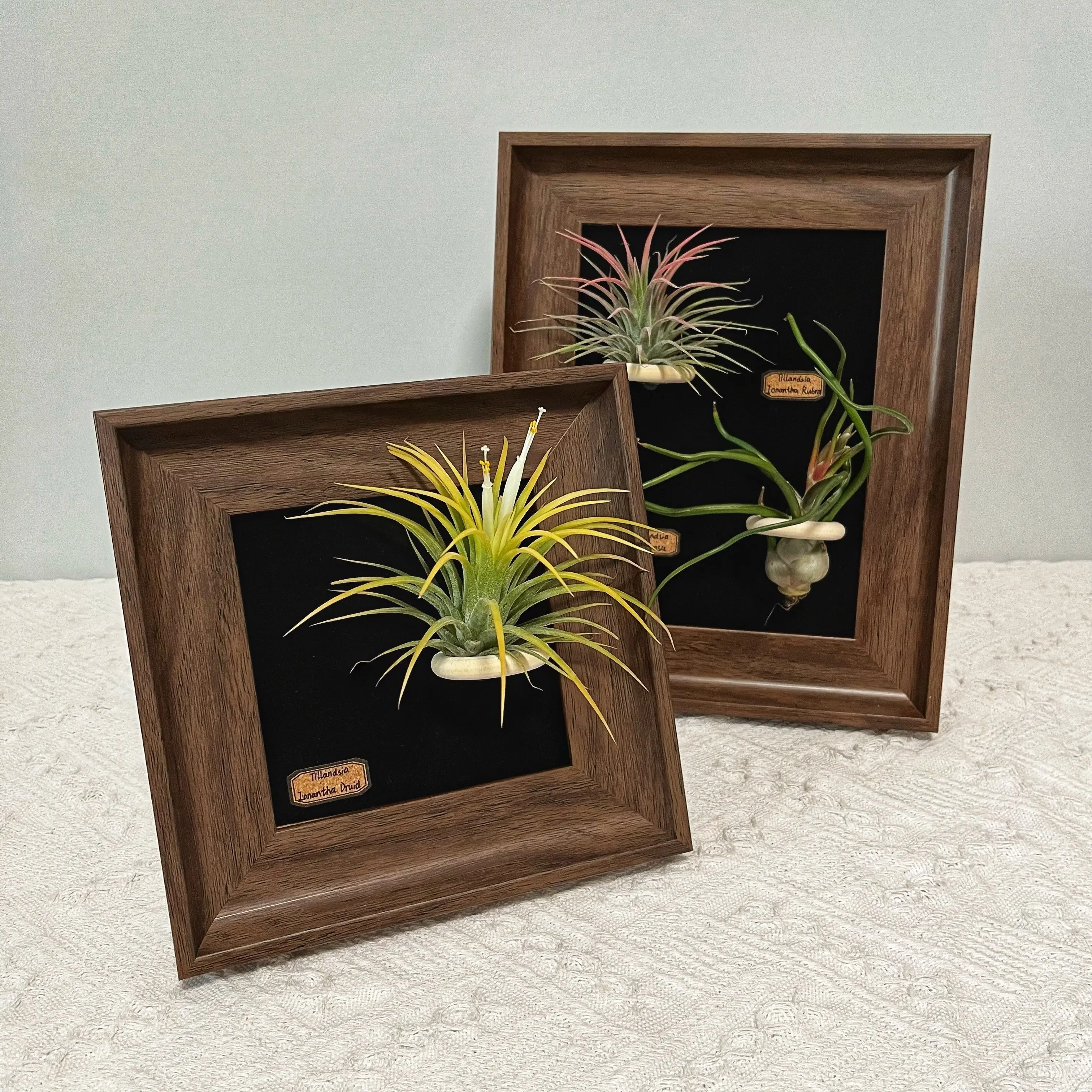 Air Plant Display Frame, Plant Holder for Tillandsia, Wall or Table Phtot Frame Decor for Home, Office Small Container Pot