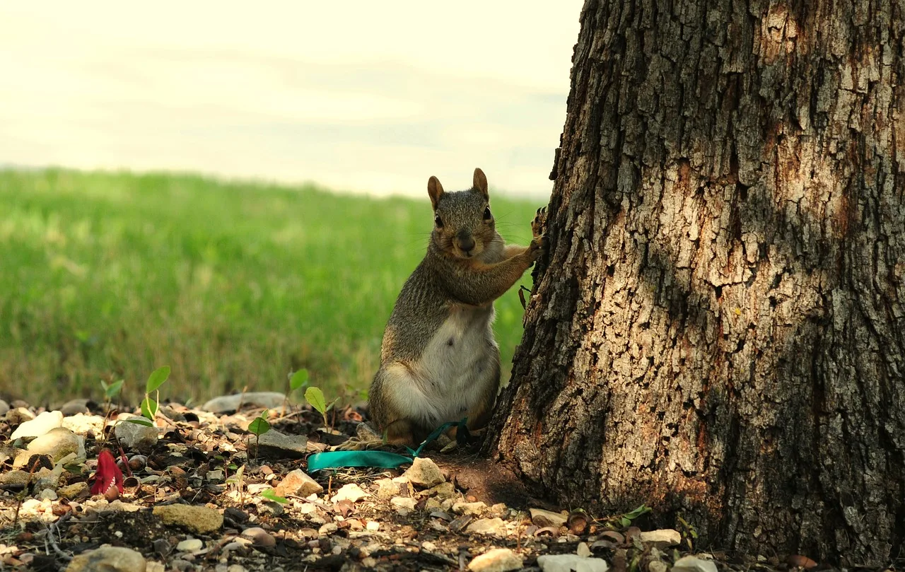 

Metal 1.9" Retro Beadlock Wheel Rim Wheel Hub for 1/10 RC Crawler Car Axial SCX10 Trxs TRX4 RC4WD D90 Redcat Gen8