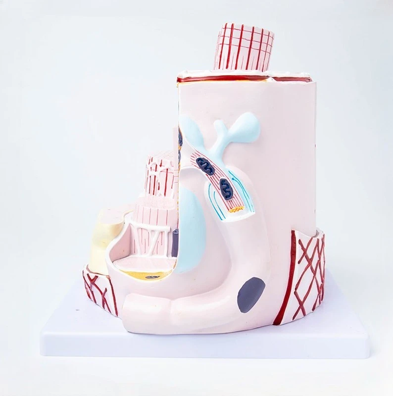 Anatomical model of human organs, skeletal muscle fiber amplification structure, model