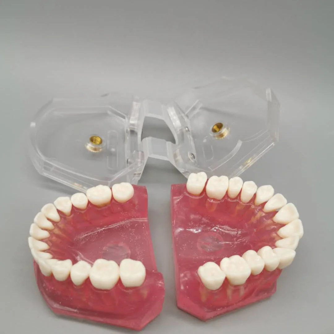 Tandheelkundige volwassen uittrekbare tanden Standaardmodel M7008 Oraal onderwijsmodel Tanden met volledige mond Verwijderbare tandheelkundige materialen