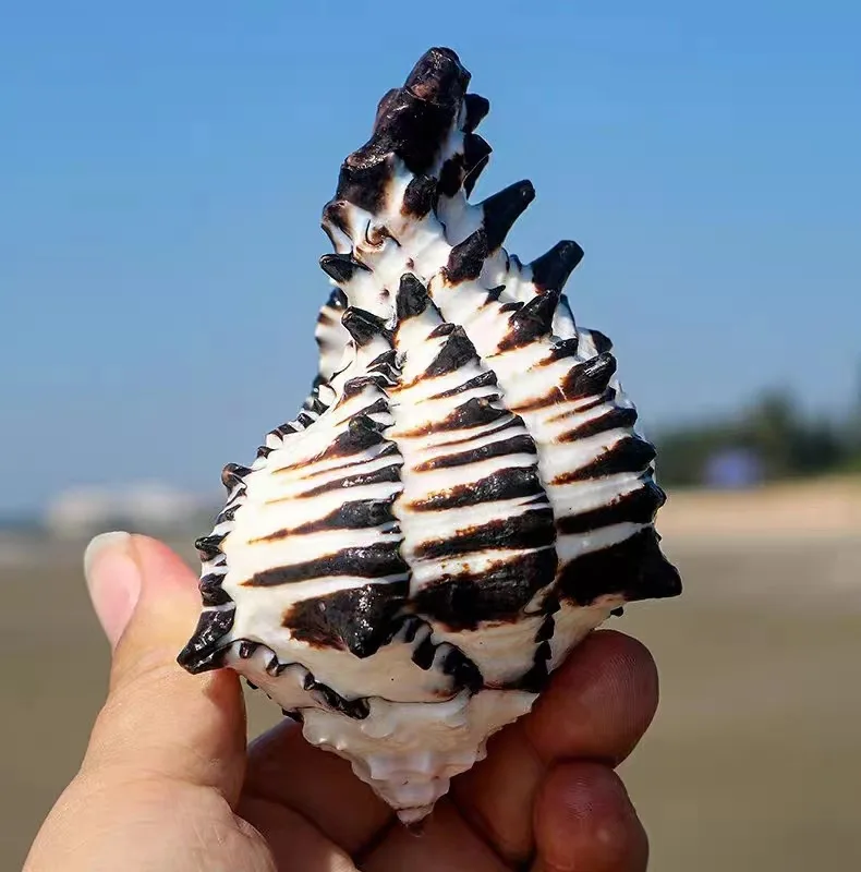 10-12 cm Large Conch Shell Black Zebra Murex American Black Bone Snail Fish Tank Landscaping Home Decoration Gifts Specimen