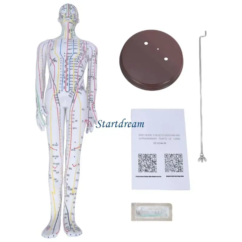 Male Acupuncture Model Female Acupuncture Model with Numbered Chinese Points K92C