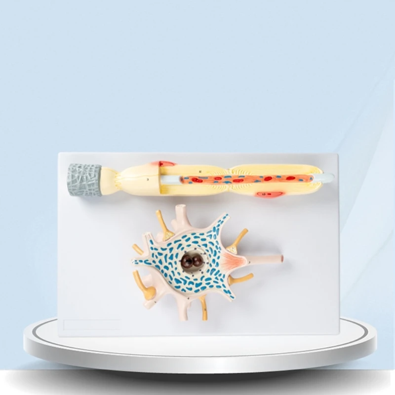 Модель усиления структуры нервных волокон, тела нейронов. Модель человека. Модель анатомии человека. Модель усиления нейронов.