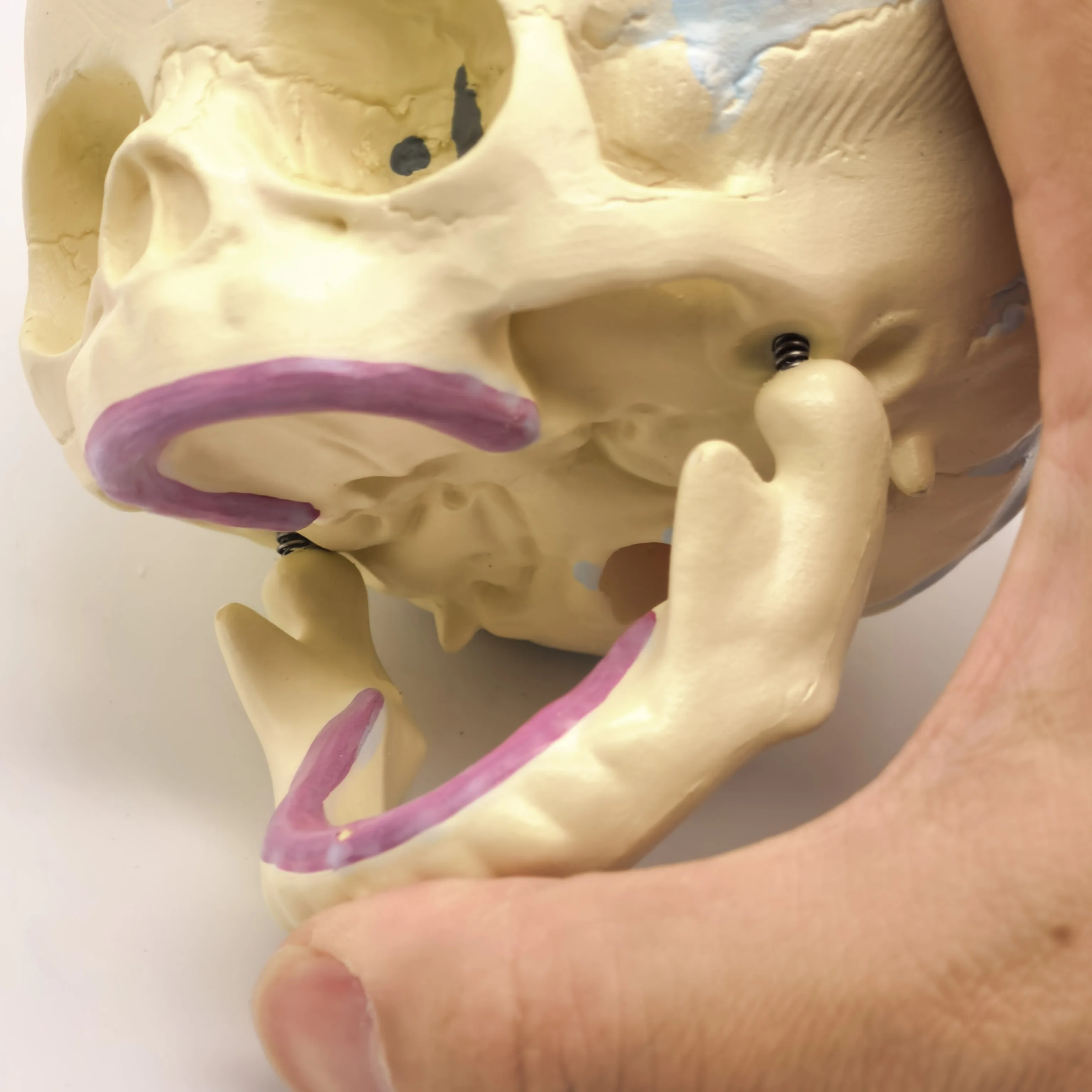 PVC Human Fetal Baby Infant Anatomical Skull Model High Simulation for Medical Art Sketch Educational Toy