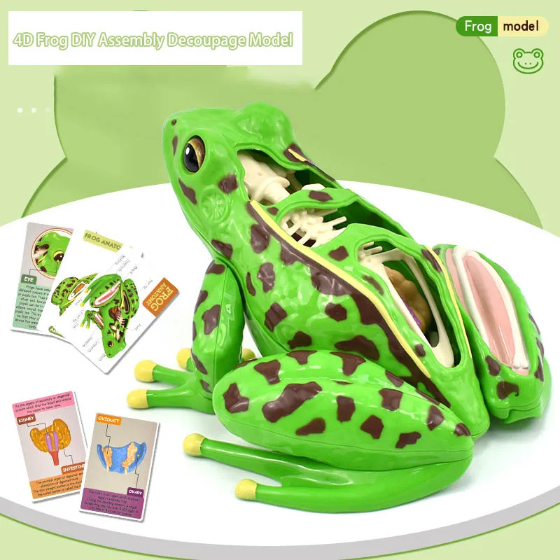 Modelo de anatomia de sapo 4d, órgãos de sapo destacáveis, educação de biologia, quebra-cabeça de ensino, brinquedos novidade para crianças