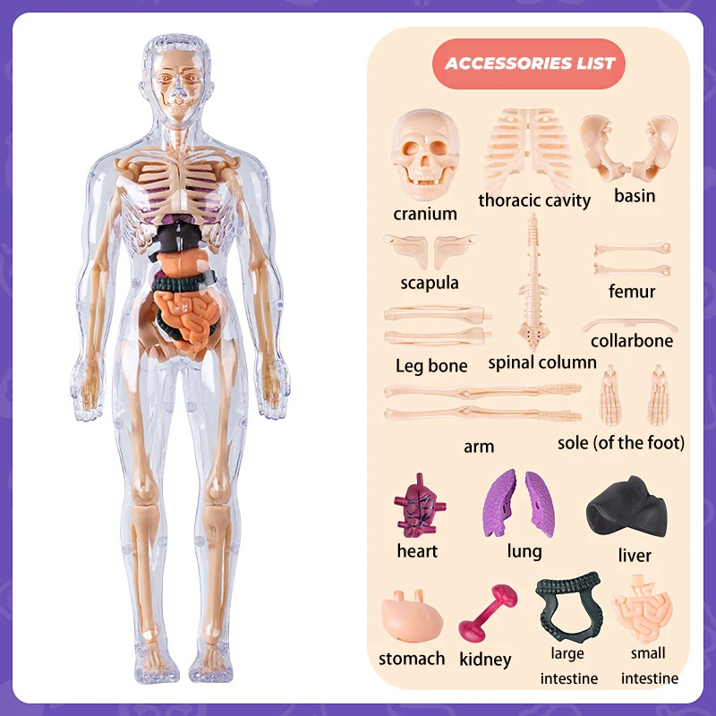 Kinderen Speelgoed Anatomie Vroeg Onderwijs 3D Simulatie Menselijk Skelet Structuur Biologie Model Verwijderbare Leren Onderwijs Gereedschappen