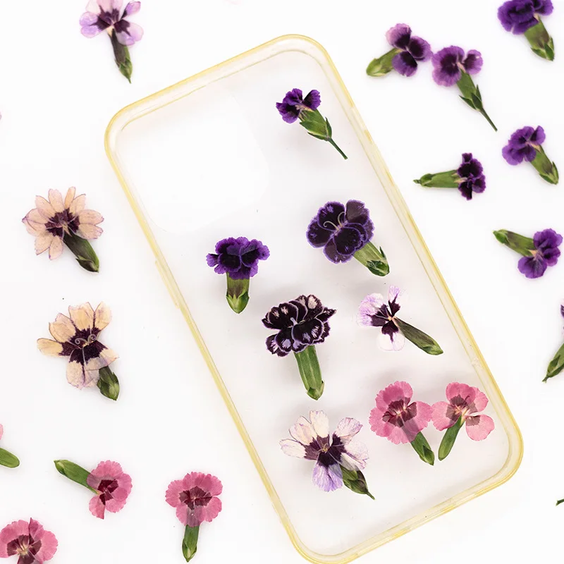 24pcs,Pressed Dried Dianthus Flowers Real Plant DIY Greeting Card Bookmark Resin Jewelry Phone Case Painting Frame Decoration view 6