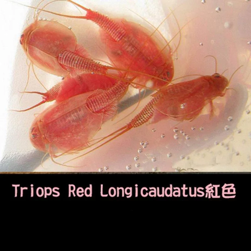 45 Eggs/Lot 2024 80 MM Length Triops Eggs Prehistoric Aquarium Pets Triop Egg Christmas Educational Kids Toys For Children Funny