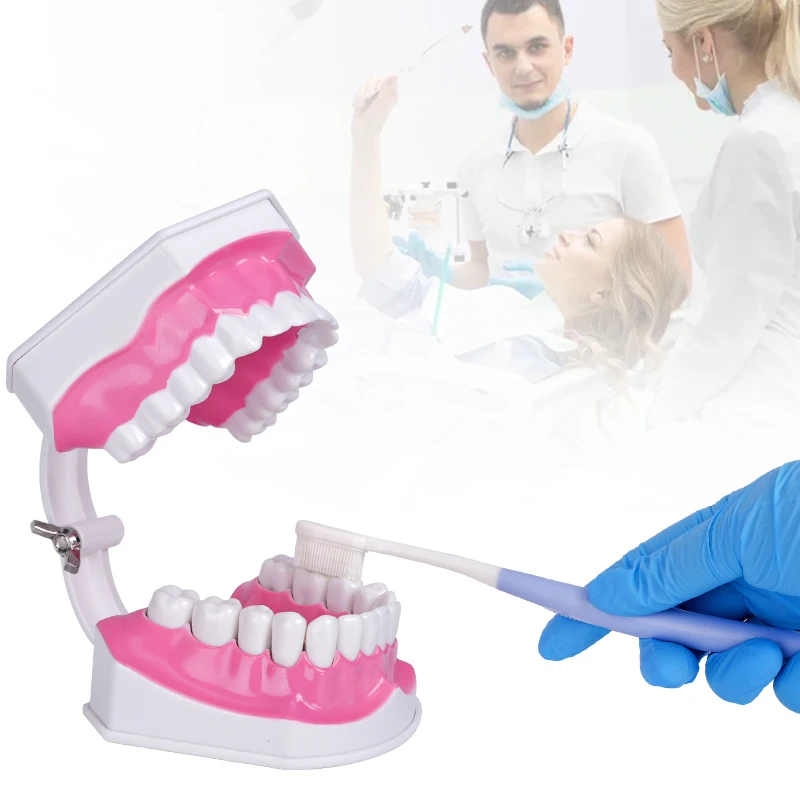 1pc Dental Teeth Model Demonstration Standard Teaching Model Brushing Practice Teeth Typodonts Model for Studying
