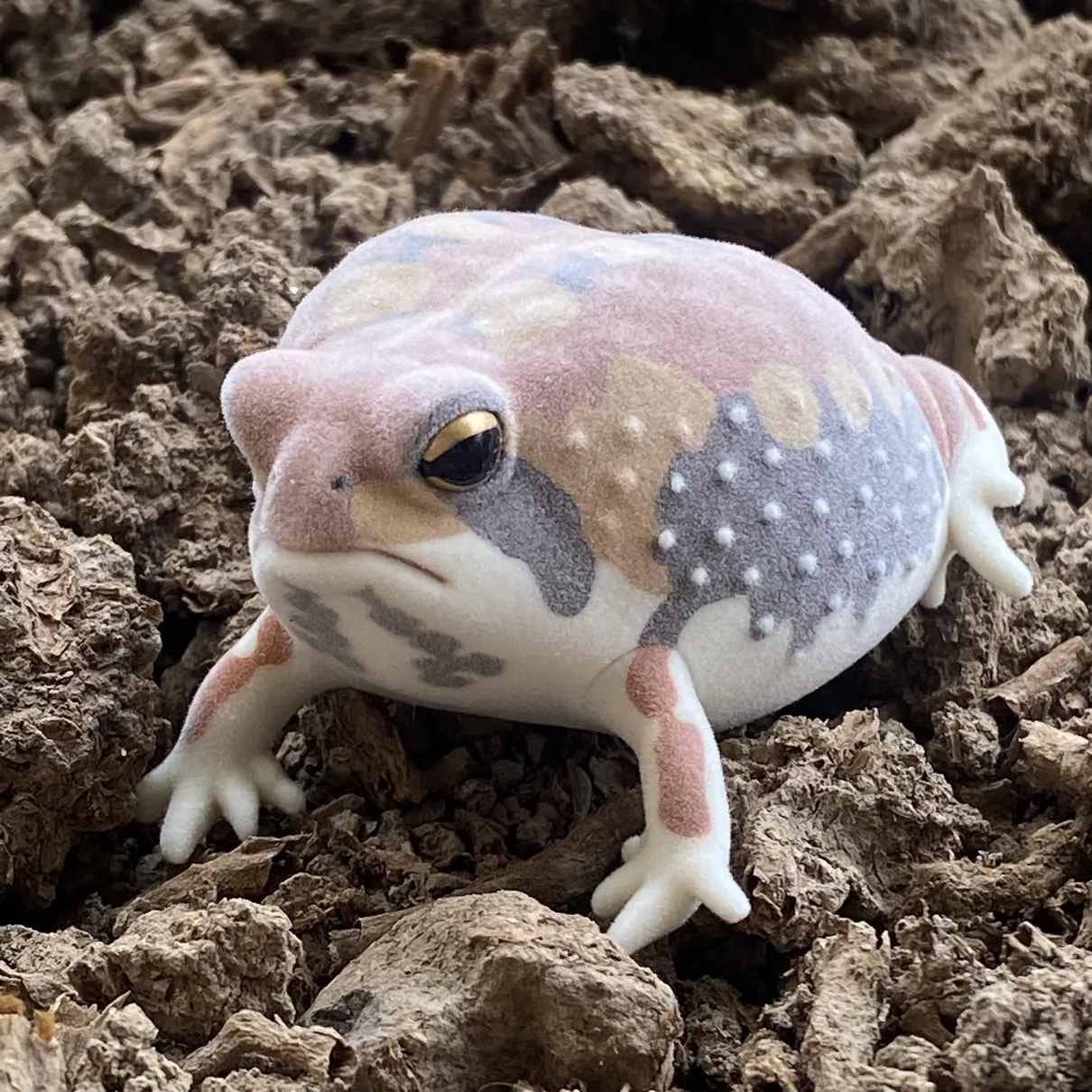 Genuine Kitan Club IKIMON FLOCKY Model flocking figure model toy  Gashapon toy Steamed Bun Frog