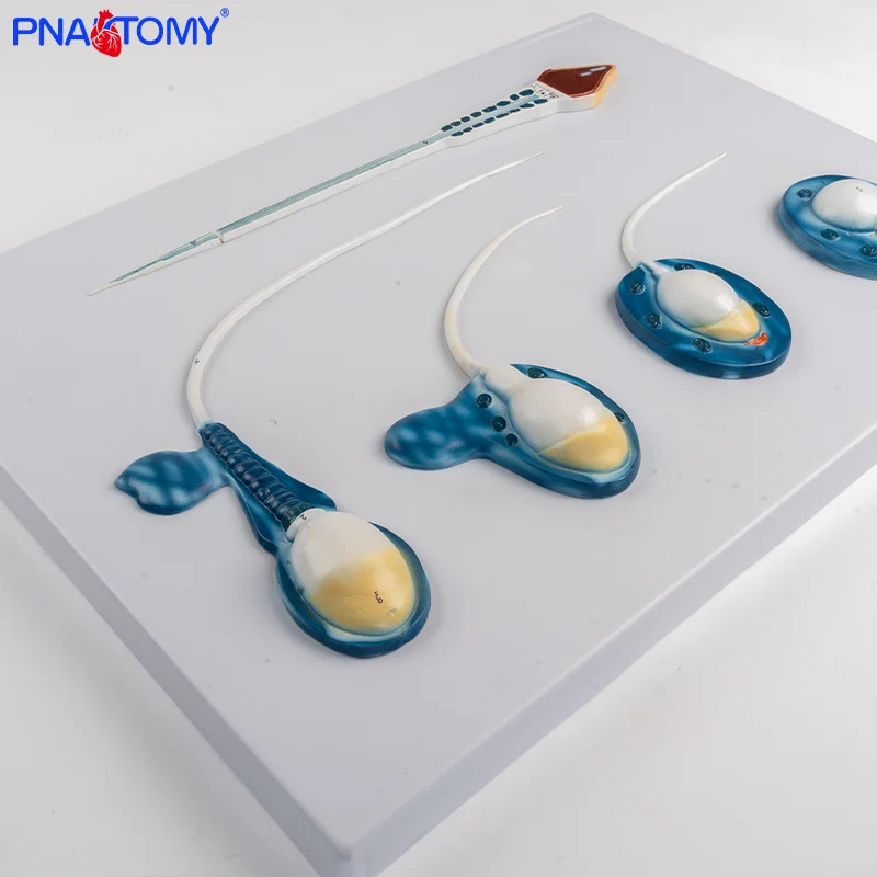 

A Model Depicting the Development and Formation Process of Male Sperm with an Enlarged View of the Sperm.