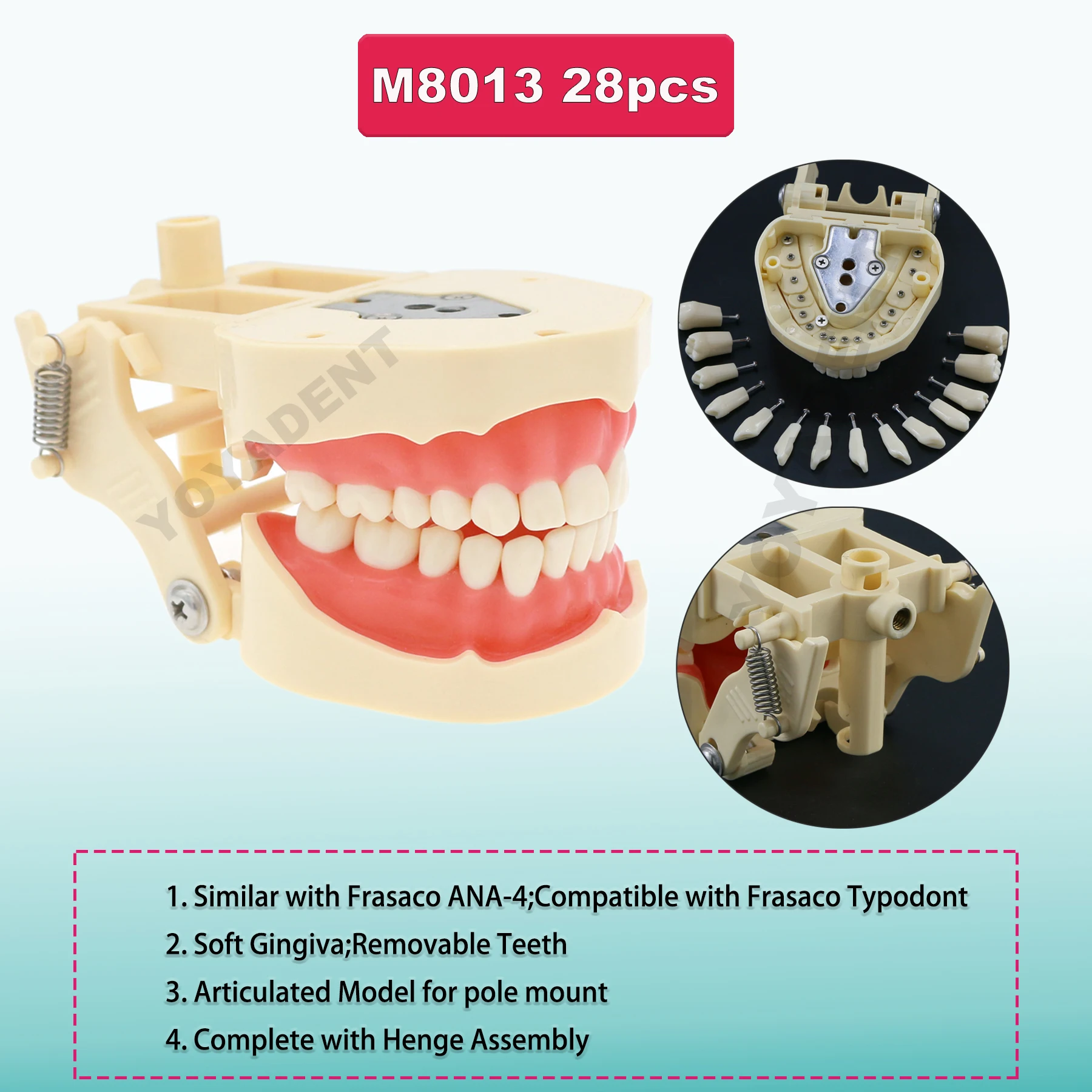 Universal 28Pcs Replacement Tooth Particles Fit Frasaco ANKA-4 Type Teeth Model For Dental Preparation Teaching Resin Material