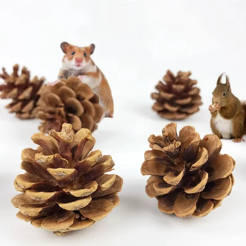 2PCS Pet Molars Pine Cones Bunny Gnawing Supplies Hamsters Chinchilla Molars Training Snacks Plant Balls Toys Rabbit Accessories