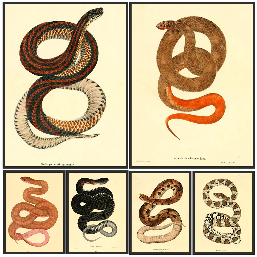 Vintage Snake Reptile Illustration Canvas Poster Print, Victorian Natural History Wall Art Painting, Antique Serpent Home Decor