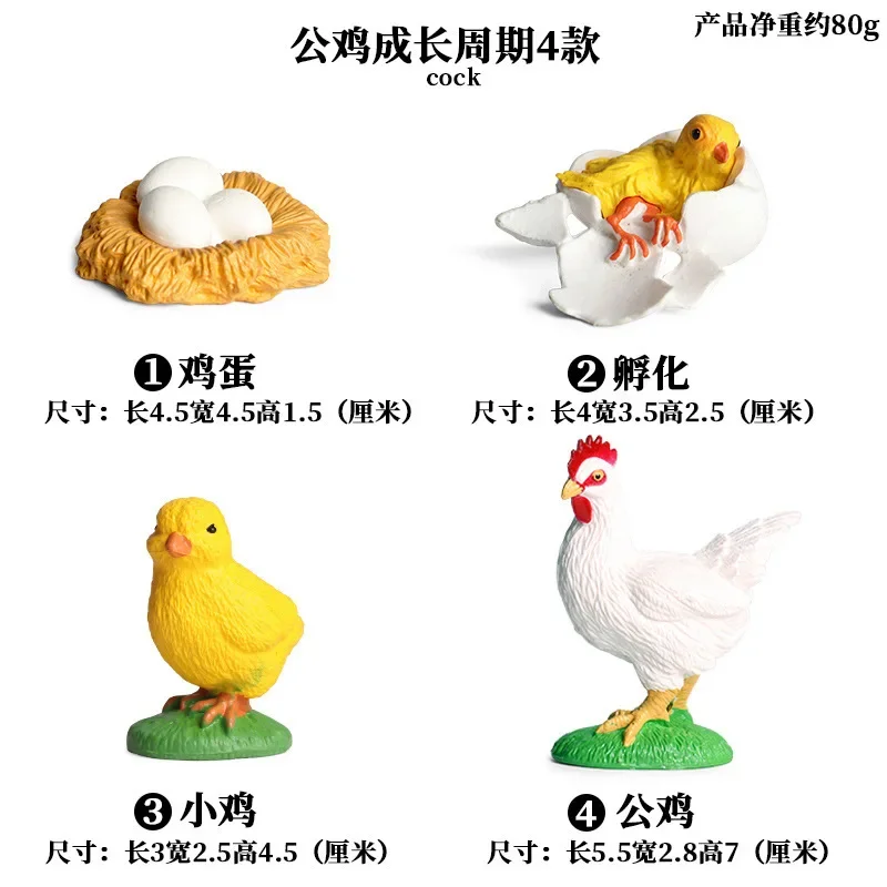 محاكاة عملية نمو بذور الفاصوليا لعب الاطفال نبات الحيوان الضفدع فراشة دورة النمو نموذج مجموعة تعليم العلوم مونتيسوري #5