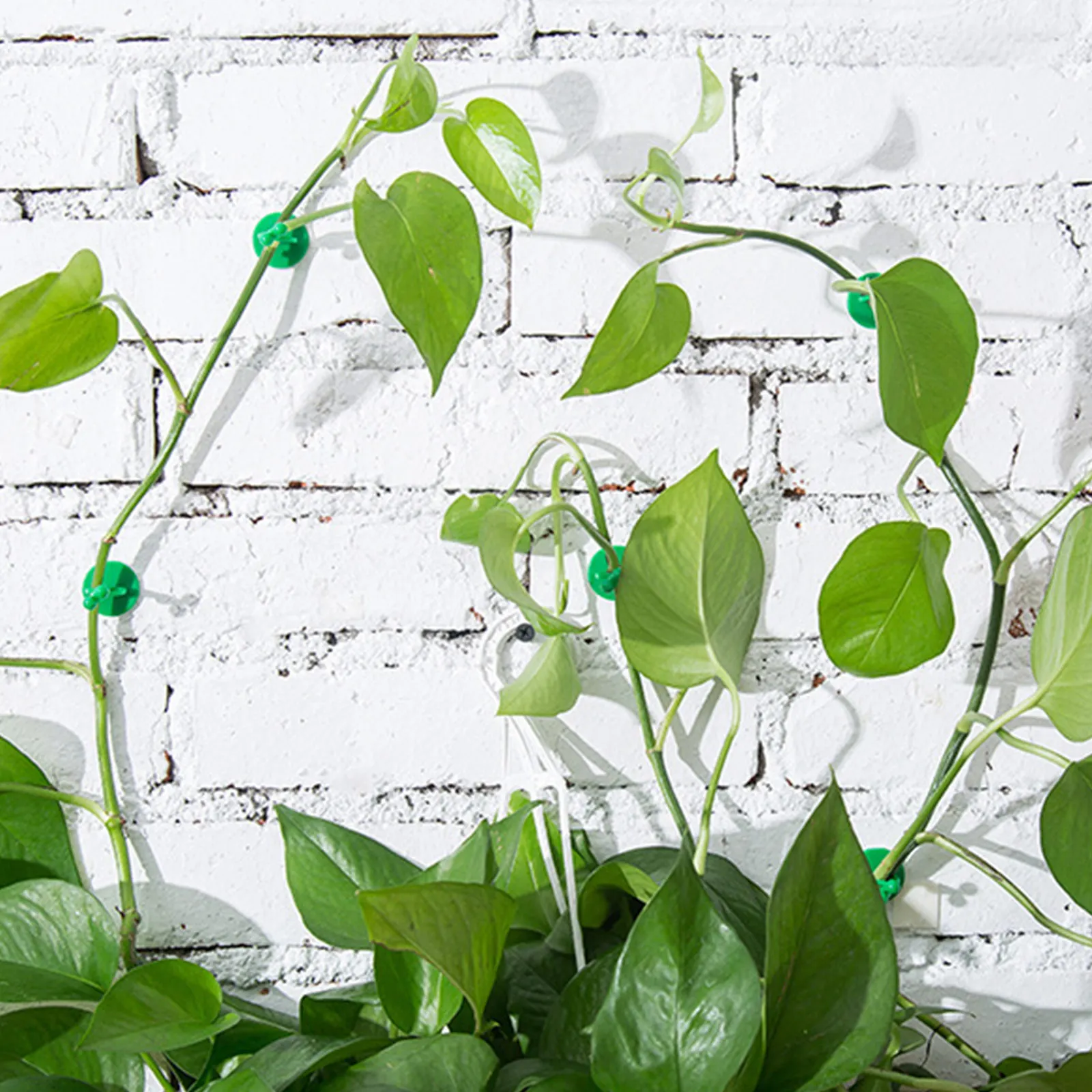 

50 Pcs Green Vines Fixing Clips Wall Plant Holder Durable ABS Material Shaping Garden Tools Wire Cable Decor Household