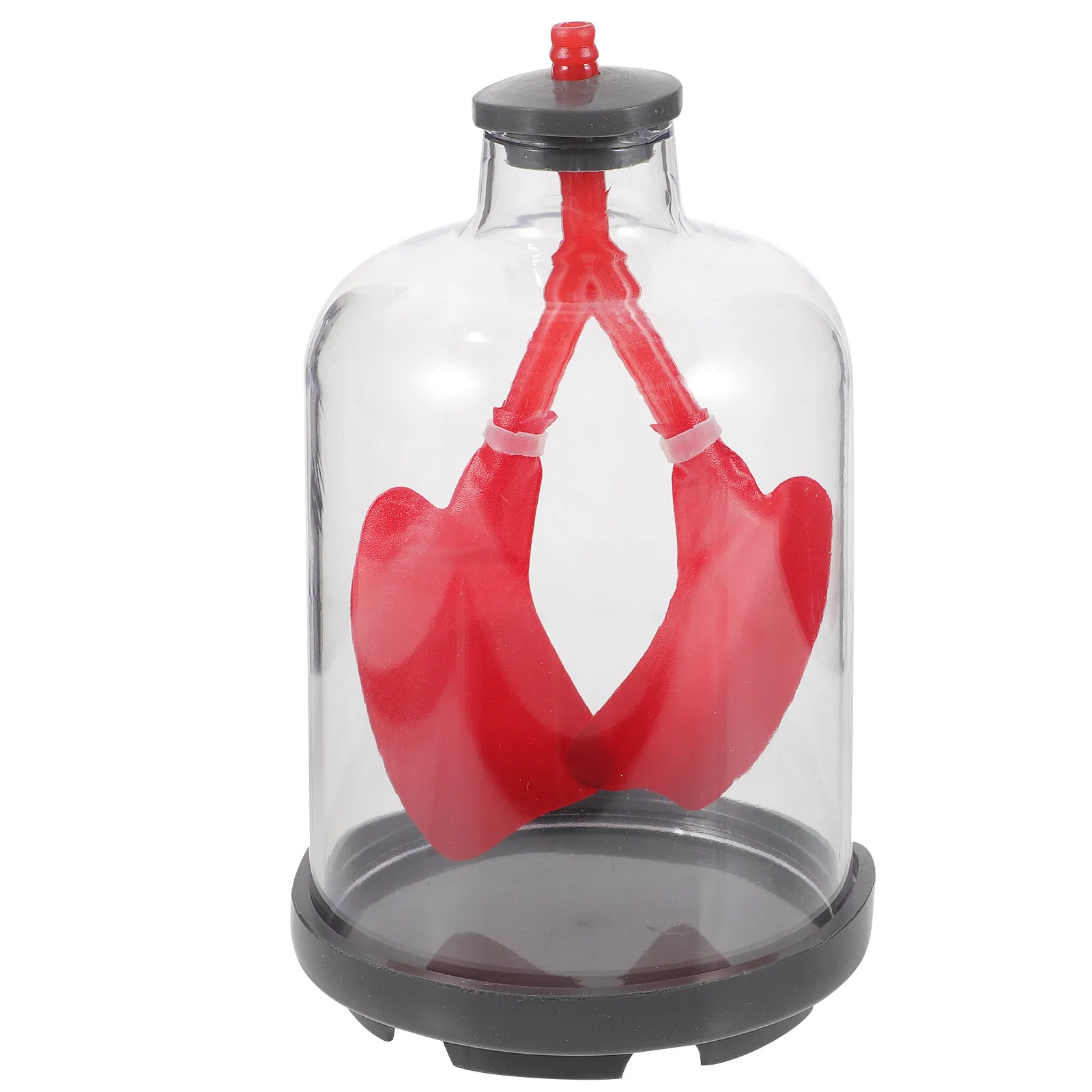 

Lung Breathing Teaching Aid Human Lung Function Demonstration Teaching Tool Educational Physiological Display Aid for Science