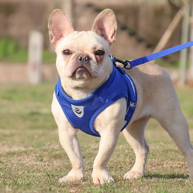 Thumbnail 3 - #44 Budget Puppy Leads for Smart Shoppers