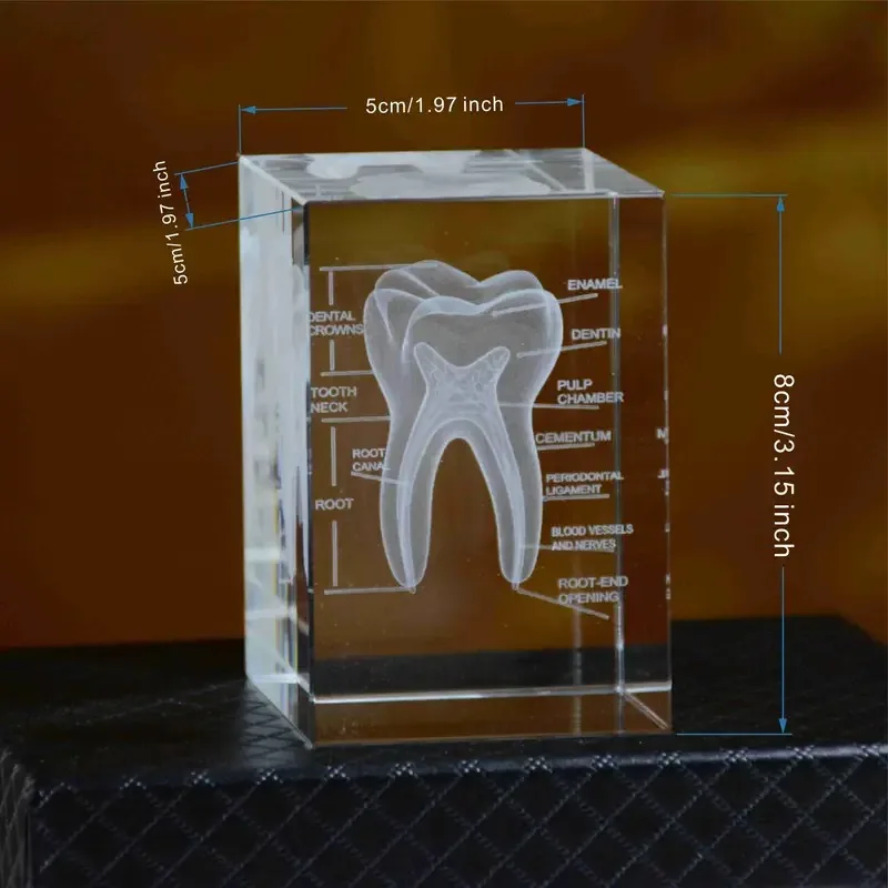 Medical Crystal Laser Engraved Sculpture – K9 Crystal Cube with 3D Heart, Lungs, Skeleton, Teeth & Brain Anatomy Art Decoration