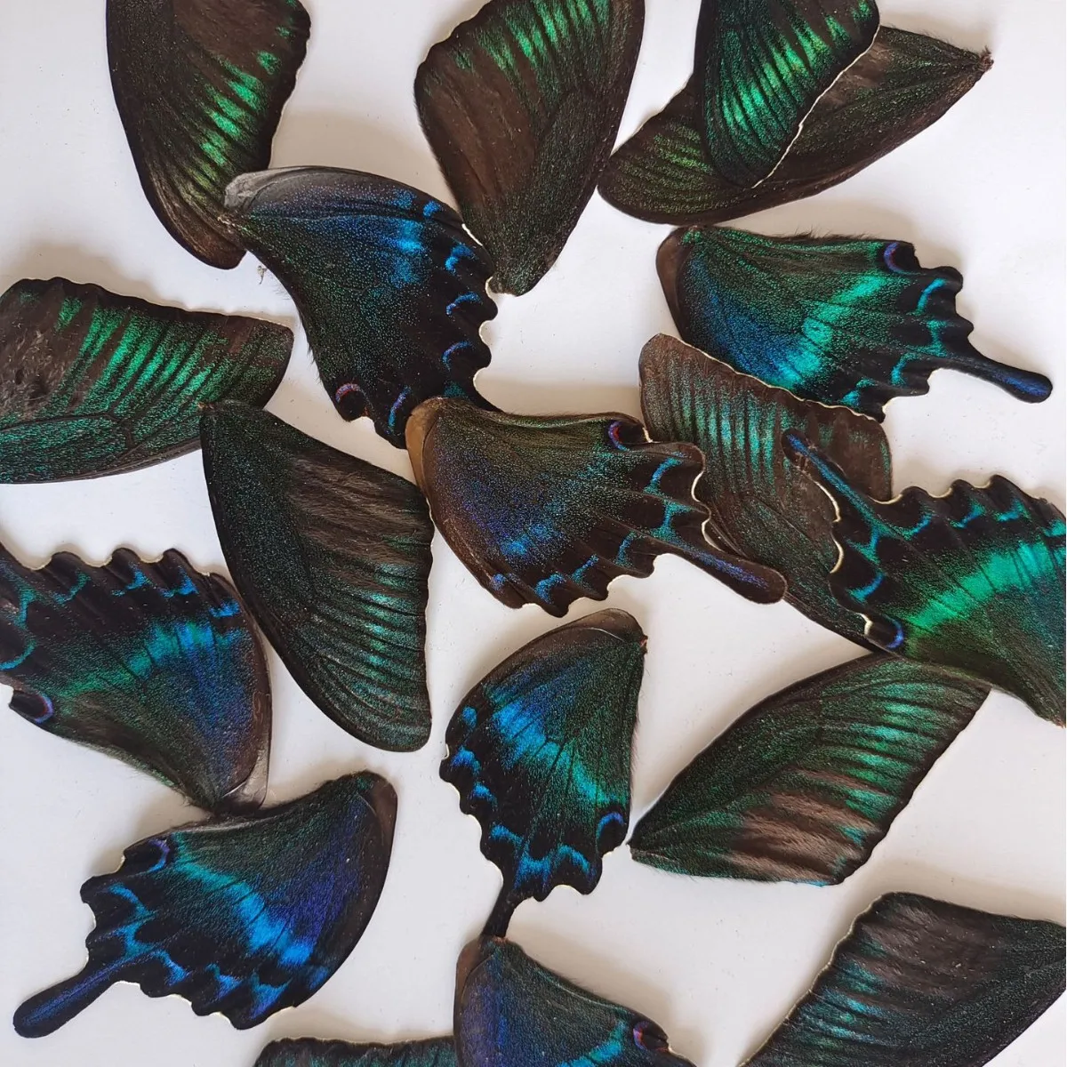 100Pcs 홈 장식 재료, 나비 표본 날개, 아름다운 나비 날개, 진짜 나비 날개 요정 정원