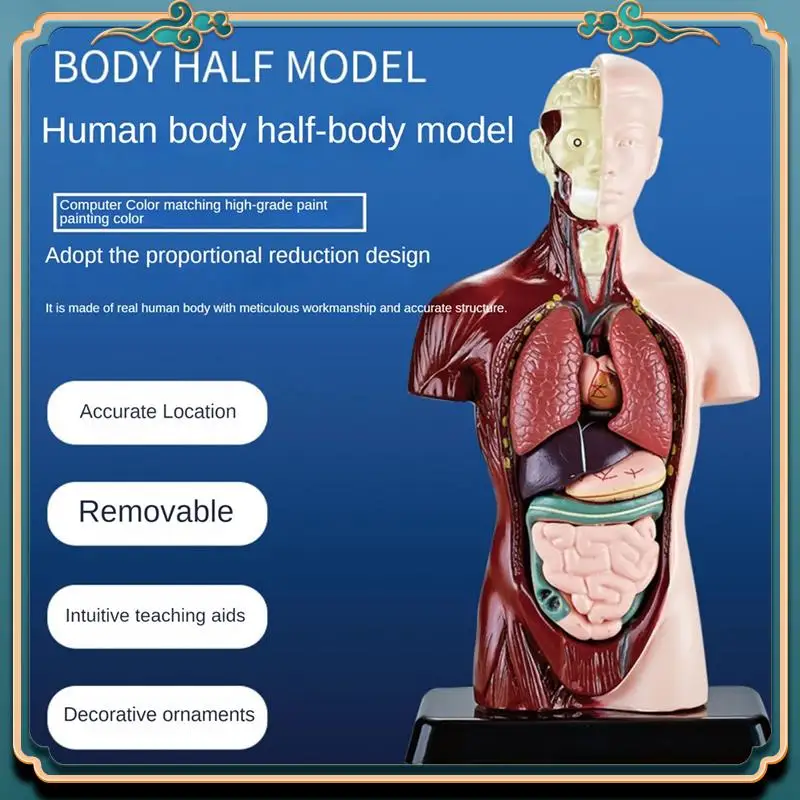 

(New)-Human Body Model With 7 Removable Organ Models,Educational Organ Anatomy Model For Biological Science Learning