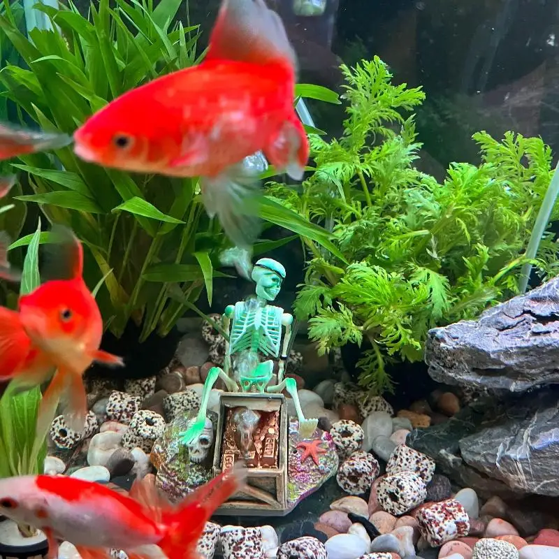 Fish Tank Aerobic L…