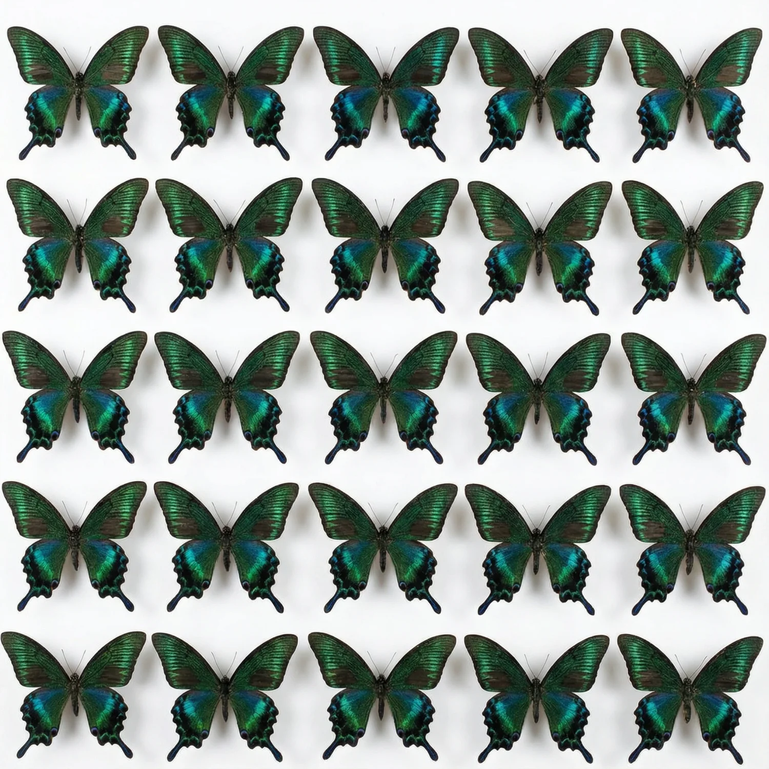 5-100pcs natural butterfly specimens (Papilio maackii)